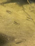 Golden Trout, photographed in California