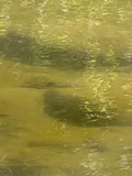 Redeye Bass, photographed in California
