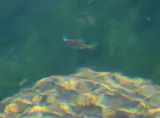 Owens Pupfish, photographed in California
