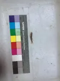 Tombigbee Darter, photographed in Alabama