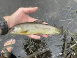 Apache Trout, photographed in Arizona