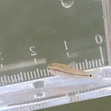 Manantial Roundnose Minnow, photographed in Texas