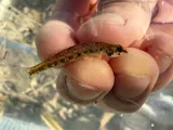 Beaded Darter, photographed in Arkansas