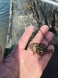 Gulf Flounder, photographed in Campeche