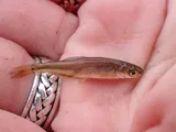 Northern Pikeminnow, photographed in British Columbia