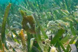 Fringed Filefish, photographed in Stann Creek