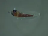 Cosmopolitan Flyingfish, photographed in Hawaii