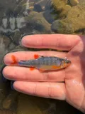 Scarlet Shiner, photographed in Kentucky