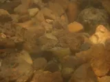 Saddleback Darter, photographed in Alabama