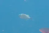 Redtail Triggerfish, photographed in Galápagos