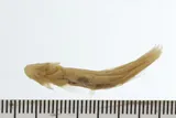 Santee Chub, photographed in South Carolina