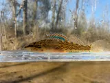 Gulf Darter, photographed in Tennessee