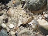 Fountain Darter, photographed in Texas