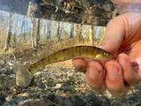 Mobile Logperch, photographed in Alabama