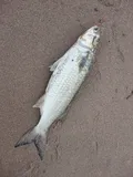 Silver Mullet, photographed in Sinaloa