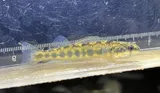 Piedmont Darter, photographed in North Carolina