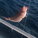 Vermilion Snapper