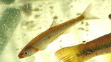 Rosyface Shiner, photographed in Ontario