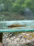 Coosa Darter, photographed in Alabama