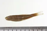 Sicklefin Chub, photographed in Missouri