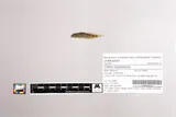 Ozark Sculpin, photographed in Missouri