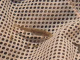 Speckled Dace, photographed in Utah