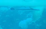 Sharksucker, photographed in Northern