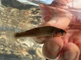 Autumn Darter, photographed in Arkansas