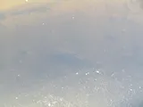 Spotted Sucker, photographed in Ohio