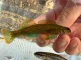 Greenside Darter, photographed in Arkansas