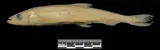 Pacific Rainbow Smelt, photographed in Northwest Territories (Terr.)