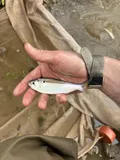 Threadfin Shad, photographed in Alabama