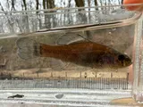 Pirate Perch, photographed in Mississippi