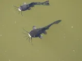 Black Bullhead, photographed in Minnesota