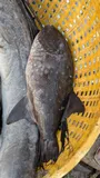 Rough Triggerfish, photographed in Karnataka