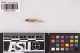 Mimic Shiner, photographed in Oklahoma