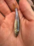 Bullhead Minnow, photographed in Mississippi