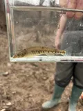 Logperch, photographed in Tennessee