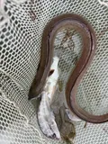 Shrimp Eel, photographed in Texas