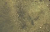 Crested Goby, photographed in Humacao