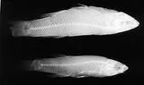 Whiteline Topminnow, photographed in Alabama