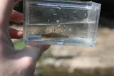 Duck Darter, photographed in Tennessee