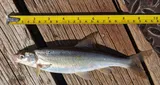 Peamouth, photographed in British Columbia