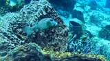 Spotted Trunkfish, photographed in Quintana Roo