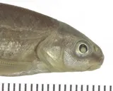 Northern Leatherside Chub, photographed in Idaho