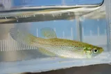 Southern Starhead Topminnow, photographed in Texas