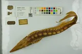 Green Sturgeon