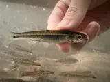 Silverstripe Shiner, photographed in Alabama