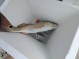 Red Drum, photographed in Mississippi