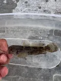 Frillfin Goby, photographed in Florida